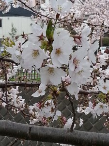 sakura2 sml 20150401_121247