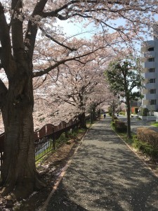 桜２