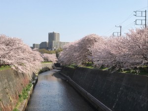 桜３